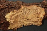 Phlebia phlebioides image