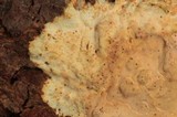 Phlebia phlebioides image