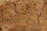 Phlebia phlebioides image
