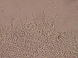 Phlebia phlebioides image