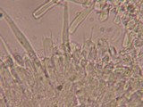 Phlebia phlebioides image