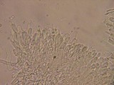 Phlebia phlebioides image