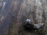 Resupinatus applicatus image