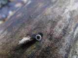 Resupinatus applicatus image