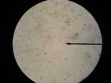 Kuehneromyces marginellus image