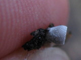 Resupinatus applicatus image