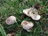 Lepista panaeola image
