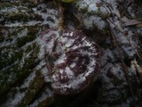 Ganoderma resinaceum image