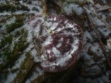 Ganoderma resinaceum image