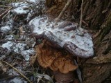 Ganoderma resinaceum image