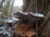 Ganoderma resinaceum image