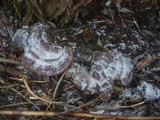 Ganoderma resinaceum image