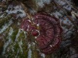Ganoderma resinaceum image
