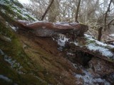 Ganoderma resinaceum image