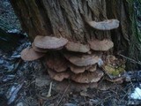Ganoderma resinaceum image