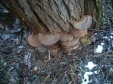 Ganoderma resinaceum image