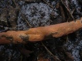 Peniophora incarnata image