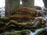 Phylloporia ribis image