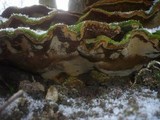 Phylloporia ribis image
