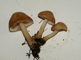 Rhodocollybia butyracea image