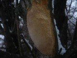 Fomitiporia punctata image