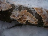 Steccherinum ochraceum image
