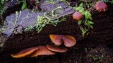 Gymnopilus ferruginosus image