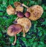 Gymnopilus ferruginosus image