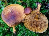 Gymnopilus ferruginosus image