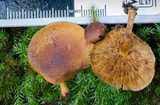 Gymnopilus ferruginosus image