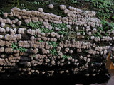 Xylobolus frustulatus image