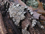 Xylobolus frustulatus image