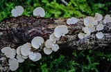 Panellus pusillus image