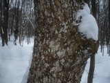 Dendrothele acerina image