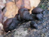 Daldinia childiae image
