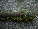 Velutarina rufo-olivacea image