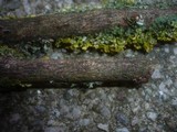 Velutarina rufo-olivacea image
