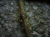 Velutarina rufo-olivacea image