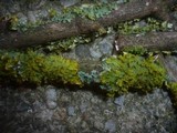 Velutarina rufo-olivacea image