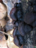 Daldinia childiae image