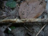 Acrospermum compressum image
