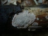 Amylostereum chailletii image