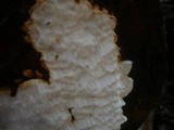 Antrodia serialis image