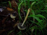 Protostropharia semiglobata image