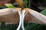 Conocybe apala image