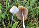 Conocybe apala image