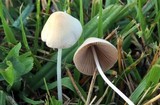 Conocybe apala image