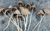 Conocybe apala image