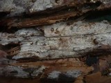 Botryohypochnus isabellinus image