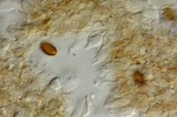 Psilocybe subaeruginosa image